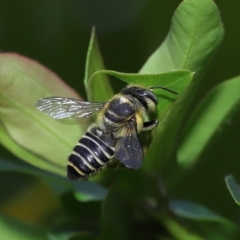 Megachile (Eutricharaea) sp. (genus & subgenus) at Wellington Point, QLD - suppressed