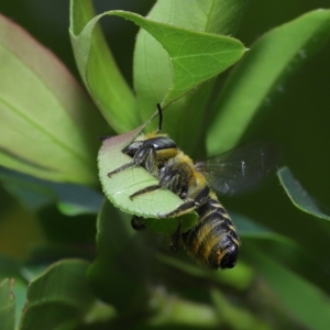 Megachile (Eutricharaea) sp. (genus & subgenus) at Wellington Point, QLD - suppressed