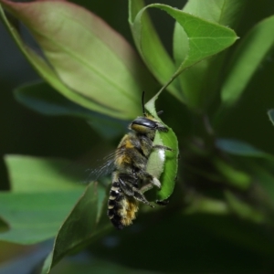 Megachile (Eutricharaea) sp. (genus & subgenus) at Wellington Point, QLD - suppressed