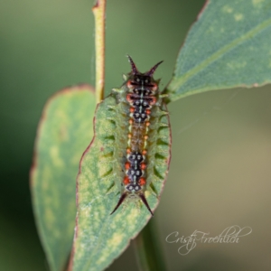 Doratifera quadriguttata at Fyshwick, ACT - 19 Feb 2023