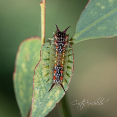 Doratifera quadriguttata (Four-spotted Cup Moth) at Fyshwick, ACT - 18 Feb 2023 by Cristy1676