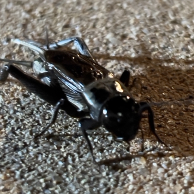 Teleogryllus commodus (Black Field Cricket) at Holt, ACT - 20 Feb 2023 by JimL