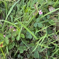 Pullenia gunnii (A Tick-Trefoil) at Kangaroo Valley, NSW - 20 Feb 2023 by lbradley