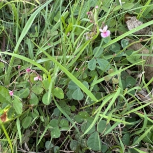 Pullenia gunnii at Kangaroo Valley, NSW - suppressed