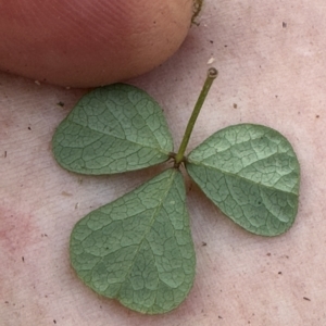 Pullenia gunnii at Kangaroo Valley, NSW - suppressed