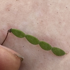 Pullenia gunnii at Kangaroo Valley, NSW - suppressed