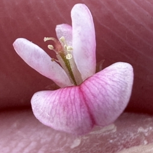 Pullenia gunnii at Kangaroo Valley, NSW - suppressed