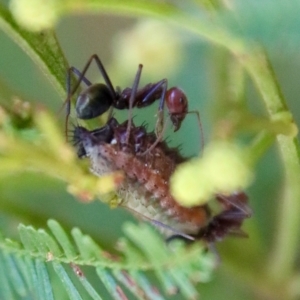 Jalmenus ictinus at Hughes, ACT - 20 Feb 2023