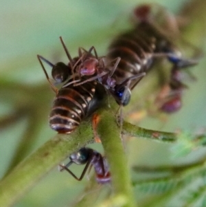 Jalmenus ictinus at Hughes, ACT - 20 Feb 2023 12:25 PM