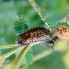 Jalmenus ictinus at Hughes, ACT - 20 Feb 2023