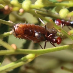 Jalmenus ictinus at Hughes, ACT - 20 Feb 2023 12:25 PM