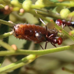 Jalmenus ictinus at Hughes, ACT - 20 Feb 2023