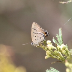 Jalmenus ictinus at Hughes, ACT - 20 Feb 2023 12:25 PM