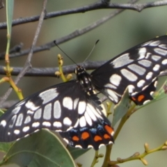 Papilio anactus (Dainty Swallowtail) at QPRC LGA - 20 Feb 2023 by Paul4K