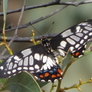 Papilio anactus at Queanbeyan West, NSW - 21 Feb 2023