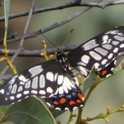 Papilio anactus (Dainty Swallowtail) at QPRC LGA - 20 Feb 2023 by Paul4K