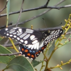 Papilio anactus at Queanbeyan West, NSW - 21 Feb 2023