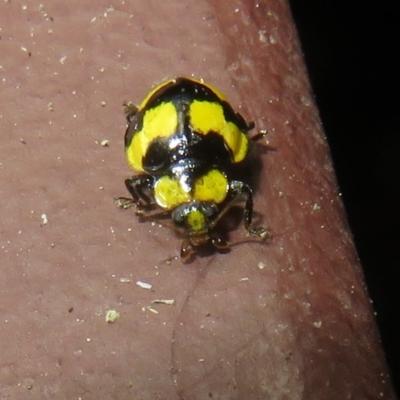 Illeis galbula (Fungus-eating Ladybird) at Flynn, ACT - 21 Feb 2023 by Christine