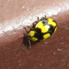 Illeis galbula at Flynn, ACT - 21 Feb 2023 08:16 AM