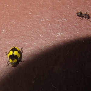 Illeis galbula at Flynn, ACT - 21 Feb 2023 08:16 AM