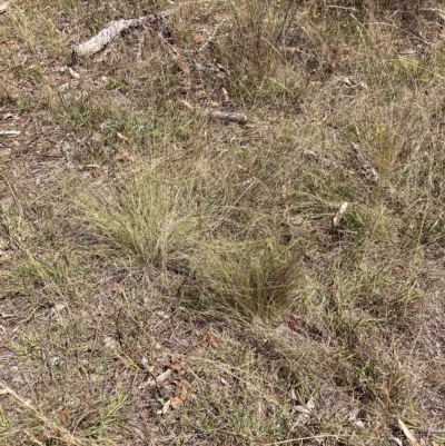 Nassella trichotoma (Serrated Tussock) at The Fair, Watson - 20 Feb 2023 by waltraud