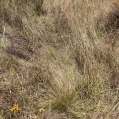 Nassella trichotoma (Serrated Tussock) at Mount Majura - 20 Feb 2023 by waltraud