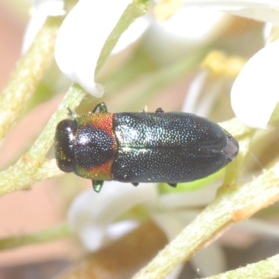 Neocuris gracilis (Graceful Neocuris jewel beetle) at Tinderry Nature Reserve - 17 Feb 2023 by Harrisi