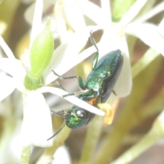 Neocuris gracilis at Tinderry, NSW - suppressed