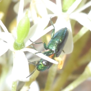 Neocuris gracilis at Tinderry, NSW - suppressed