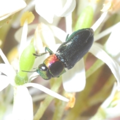 Neocuris gracilis at Tinderry, NSW - suppressed