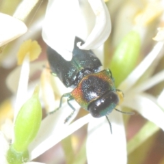 Neocuris gracilis at Tinderry, NSW - 17 Feb 2023