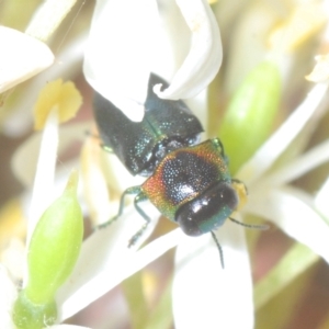 Neocuris gracilis at Tinderry, NSW - suppressed