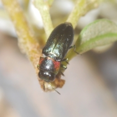 Neocuris gracilis at Tinderry, NSW - suppressed