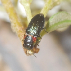 Neocuris gracilis at Tinderry, NSW - 17 Feb 2023