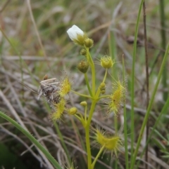 Drosera gunniana (Pale Sundew) at Boorowa, NSW - 23 Oct 2022 by michaelb