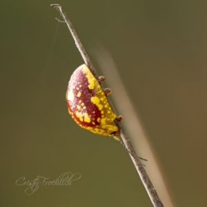 Paropsis maculata at Kangaroo Valley, NSW - 12 Feb 2023