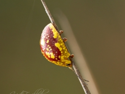 Paropsis maculata (Spotted leaf beetle) at Kangaroo Valley, NSW - 12 Feb 2023 by Cristy1676