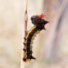 Opodiphthera eucalypti (Emperor Gum Moth) at Mount Painter - 14 Feb 2023 by CathB