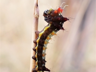 Opodiphthera eucalypti (Emperor Gum Moth) at Cook, ACT - 14 Feb 2023 by CathB