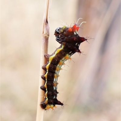 Opodiphthera eucalypti (Emperor Gum Moth) at Mount Painter - 14 Feb 2023 by CathB