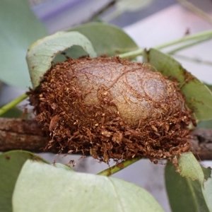 Opodiphthera eucalypti at Cook, ACT - 14 Feb 2023