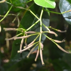 Pisonia umbellifera (Birdlime Tree) at Undefined Area - 21 Feb 2023 by plants