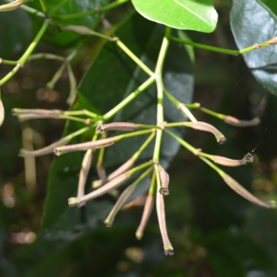 Pisonia umbellifera (Birdlime Tree) at Budderoo National Park - 21 Feb 2023 by plants