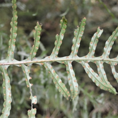 Microsorum scandens (Fragrant Fern) at Budderoo National Park - 21 Feb 2023 by plants
