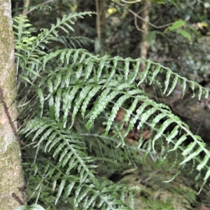 Microsorum scandens at Jamberoo, NSW - 21 Feb 2023