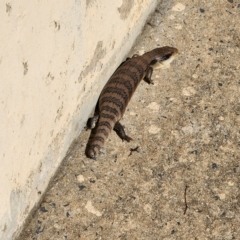 Tiliqua scincoides scincoides (Eastern Blue-tongue) at Florey, ACT - 20 Feb 2023 by byomonkey