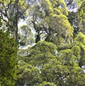 Ficus obliqua at Jamberoo, NSW - 21 Feb 2023 09:38 PM