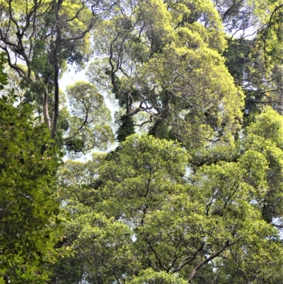 Ficus obliqua (Small-leaved Fig) at Budderoo National Park - 21 Feb 2023 by plants