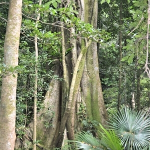 Ficus obliqua at Jamberoo, NSW - 21 Feb 2023