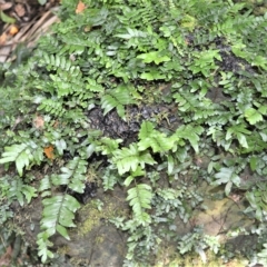 Arthropteris beckleri (Hairy Climbing Fishbone Fern) at Budderoo National Park - 21 Feb 2023 by plants